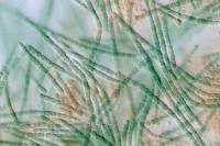 Cyanobactéries - cellules végétatives (Cylindrospermum) x200 